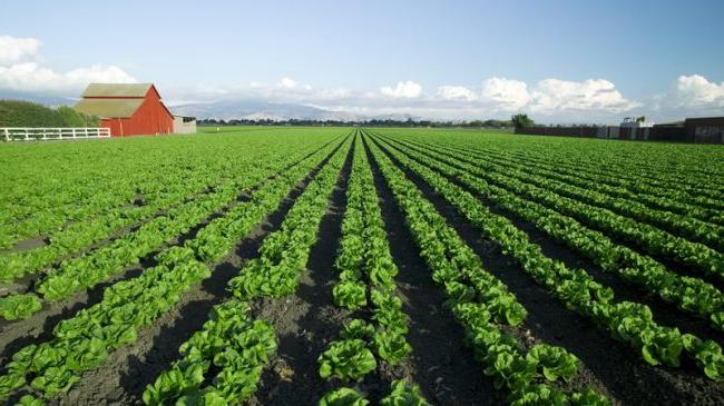 Delano farm field